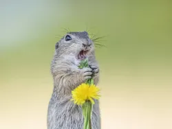 Gemas! Aksi Kocak Para Hewan di Finalis Comedy Wildlife Photo Awards