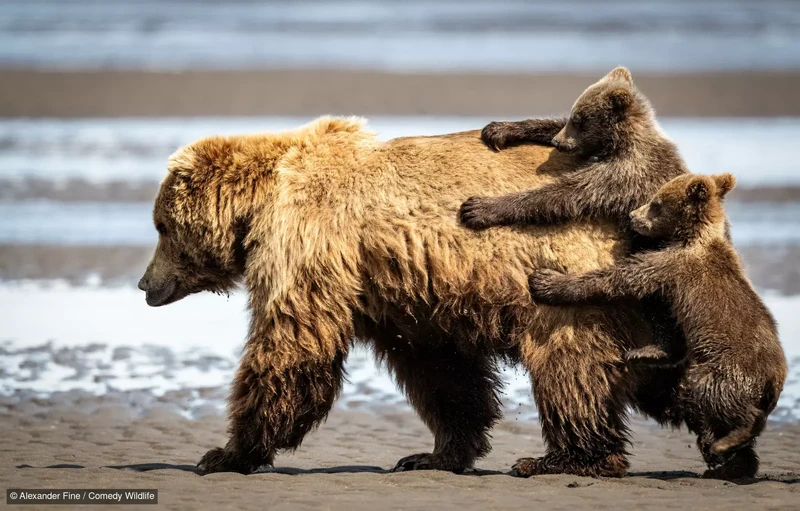 Comedy Wildlife Photography Awards 2024