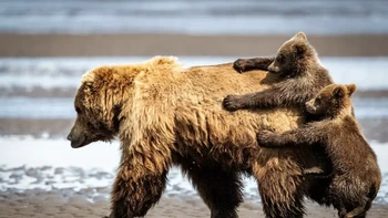 Mama aku capek mau digendong, kata si anak beruang. Holding on for a ride karya Alexander Fine. Foto: Alexander Fine/Comedy Wildlife Photography Awards 2024