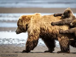 Gemas! Aksi Kocak Para Hewan di Finalis Comedy Wildlife Photo Awards