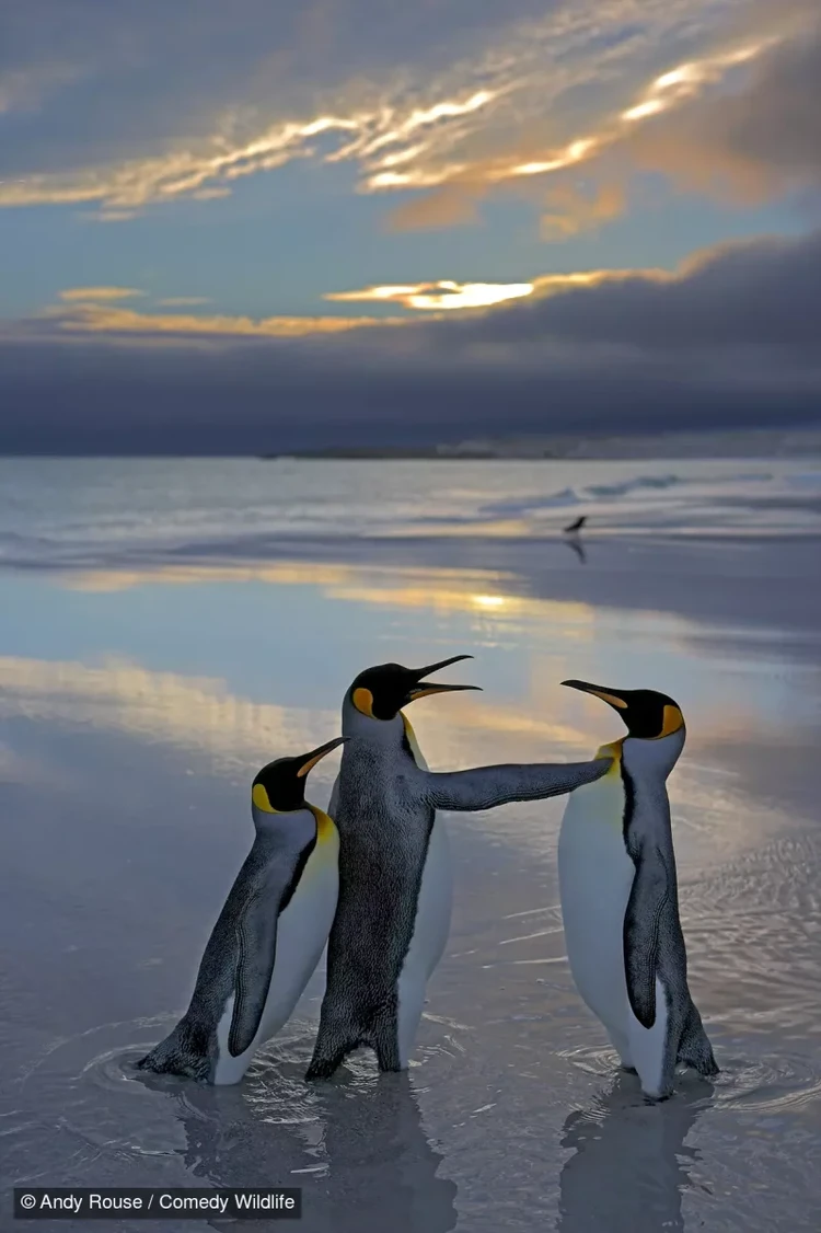 Comedy Wildlife Photography Awards 2024