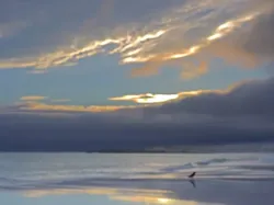 Gemas! Aksi Kocak Para Hewan di Finalis Comedy Wildlife Photo Awards