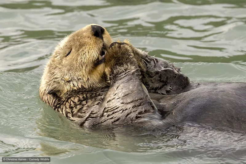 Comedy Wildlife Photography Awards 2024