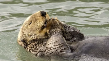 Kira-kira berang-berang ini sedang berdoa apa ya? Saying my prayers karya Christine Haines. Foto: Christine Haines/Comedy Wildlife Photography Awards 2024