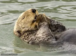 Gemas! Aksi Kocak Para Hewan di Finalis Comedy Wildlife Photo Awards