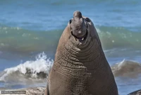 Comedy Wildlife Photography Awards 2024
