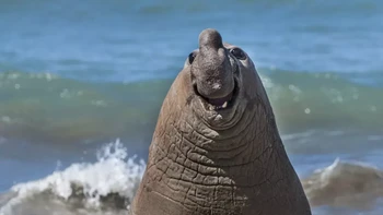 Lagi difoto harus senyum dong. Smiley Elephant Seal hasil jepretan Gabriel Rojo. Foto: Gabriel Rojo/Comedy Wildlife Photography Awards 2024