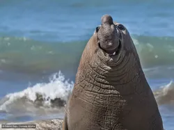 Gemas! Aksi Kocak Para Hewan di Finalis Comedy Wildlife Photo Awards