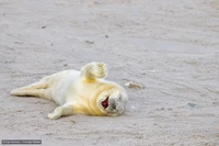 Comedy Wildlife Photography Awards 2024