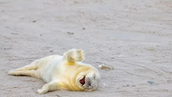 Definisi ketawa ngakak sampai guling-guling. Laughing out loud karya Ingo Hamann. Foto: Ingo Hamann/Comedy Wildlife Photography Awards 2024