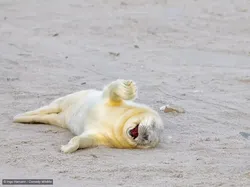 Gemas! Aksi Kocak Para Hewan di Finalis Comedy Wildlife Photo Awards