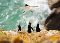 Comedy Wildlife Photography Awards 2024