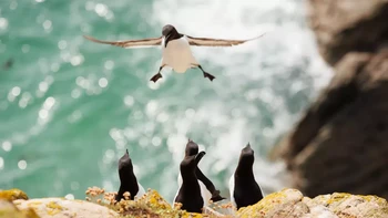 Si burung kasih serangan kejutan untuk teman-temannya. I am coming karya Inés Godínez. Foto: Inés Godínez/Comedy Wildlife Photography Awards 2024
