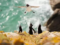 Gemas! Aksi Kocak Para Hewan di Finalis Comedy Wildlife Photo Awards