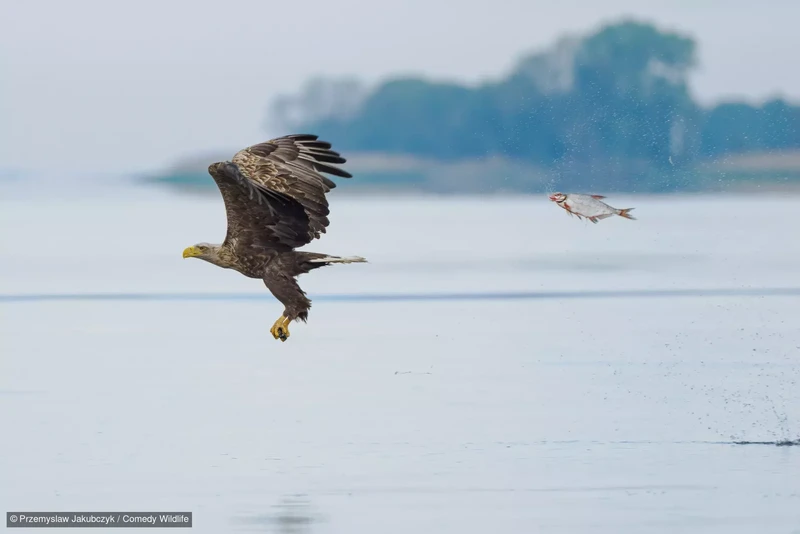 Comedy Wildlife Photography Awards 2024
