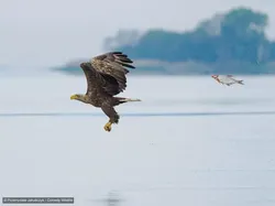 Gemas! Aksi Kocak Para Hewan di Finalis Comedy Wildlife Photo Awards