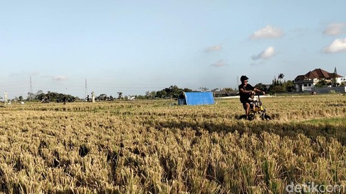 Kondisi lahan pertanian di Desa Adat Kapal, Kabupaten Badung, Bali. (Foto: Agus Eka/detikBali)