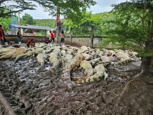 Petani Thailand Terpaksa Musnahkan 100 Buaya Langka Karena Badai