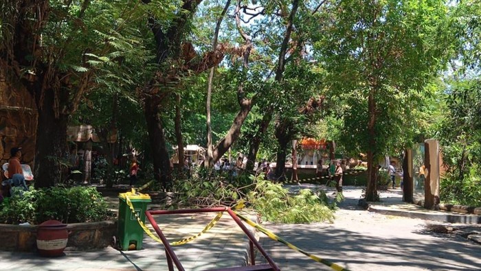 pohon tumbang di Kebun Binatang Surabaya