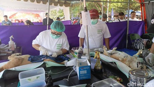 Vaksinasi dan sterilisasi anjing dalam acara world rabies day di area parkir Pantai Mertasari, Minggu (29/9/2024). (Ida Bagus Putu Mahendra/detikBali)