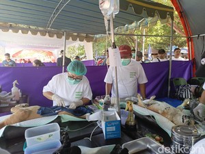 Dokter Hewan di Bali Ungkap Adanya Pergeseran Gejala Rabies