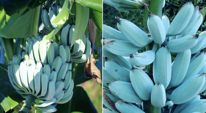5 Fakta Blue Java Banana, Pisang Kulit Biru yang Rasanya Mirip Es Krim