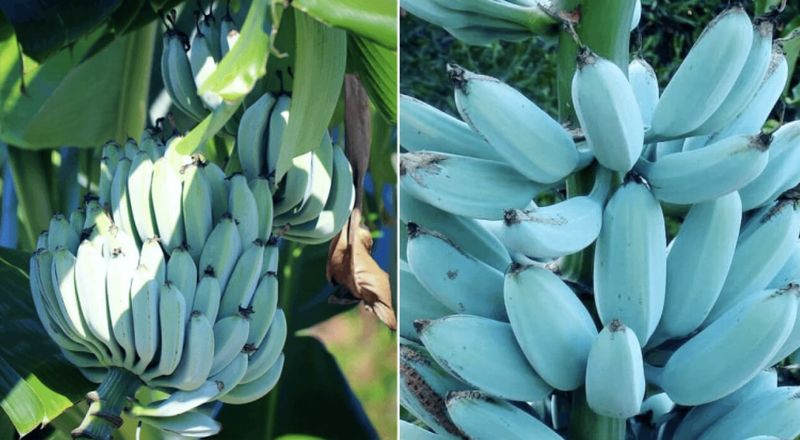 5 Fakta Blue Java Banana, Pisang Kulit Biru yang Rasanya Mirip Es Krim