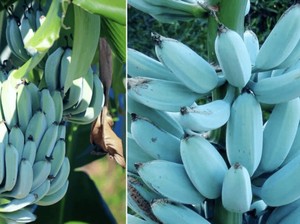5 Fakta Blue Java Banana, Pisang Kulit Biru yang Rasanya Mirip Es Krim