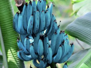 Fakta Blue Java Banana hingga Kuliner Enak di Melati Mas