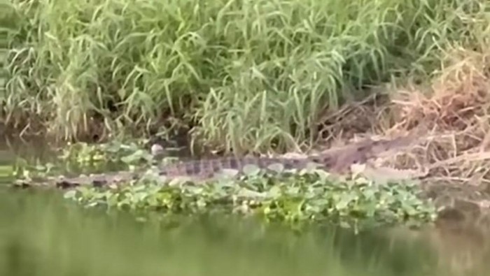 Buaya muncul di pinggir kanal Jalan Anggrek Raya Makassar.