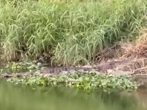 Wanti-wanti BBKSDA-Damkar Makassar Agar Warga Waspada Buaya di Pinggir Kanal