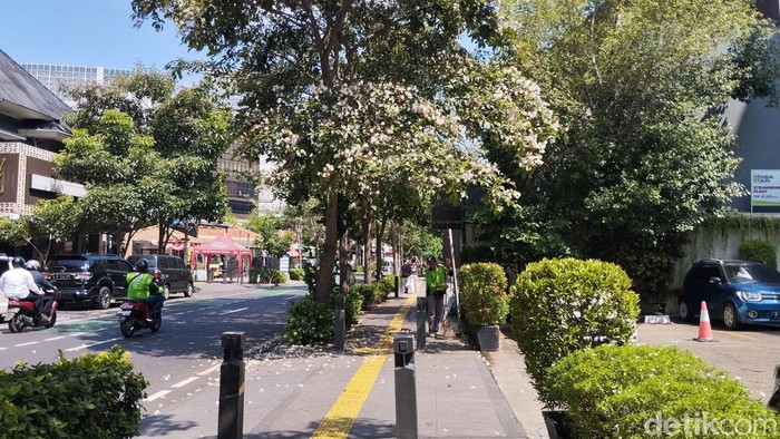 Bunga tabebuya bermekaran di Jalan Cikini Raya, Menteng, Jakarta Pusat. (Maulana IF/detikcom)