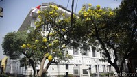 Selain di Cikini, bunga tabebuya juga bermekaran di kawasan Kota Tua Jakarta. Ari Saputra/detikcom