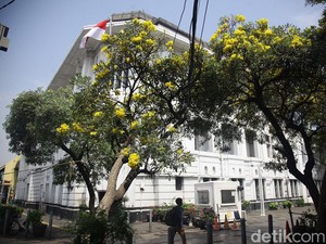 5 Pohon Peneduh yang Akarnya Tak Rusak Rumah, Cocok untuk Pekarangan
