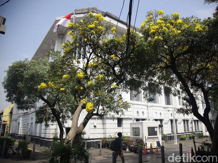 Warga berjalan di dekat bunga tabebuya yang bermekaran di Kawasan Kota Tua, Jakarta, Senin (30/9/2023). Bunga dari pohon Tabebuya yang berasal dari Brazil itu bermekaran dan menambah keindahan kota.
