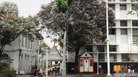 Bunga yang mirip dengan bunga sakura itu berhasil menarik perhatian warga yang melintas.