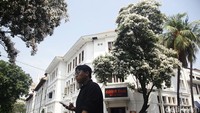 Warga berjalan di dekat bunga tabebuya yang bermekaran di kawasan Kota Tua, Jakarta, Senin (30/9/2023).