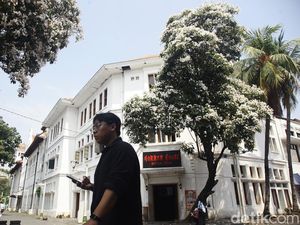 Bunga Tabebuya Bermekaran di Kota Tua Jakarta