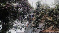 Banyak yang mengira, bunga Tabebuya berasal dari Jepang karena bentuknya mirip Sakura. Namun ternyata Tabebuya merupakan pohon asli Brasil yang banyak ditanam di daerah beriklim kering.