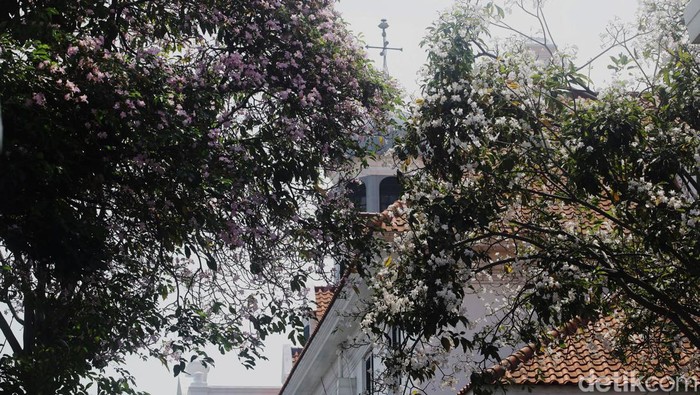 Warga berjalan di dekat bunga tabebuya yang bermekaran di Kawasan Kota Tua, Jakarta, Senin (30/9/2023). Bunga dari pohon Tabebuya yang berasal dari Brazil itu bermekaran dan menambah keindahan kota.