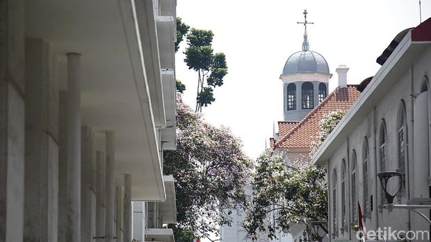 Warga berjalan di dekat bunga tabebuya yang bermekaran di Kawasan Kota Tua, Jakarta, Senin (30/9/2023). Bunga dari pohon Tabebuya yang berasal dari Brazil itu bermekaran dan menambah keindahan kota.