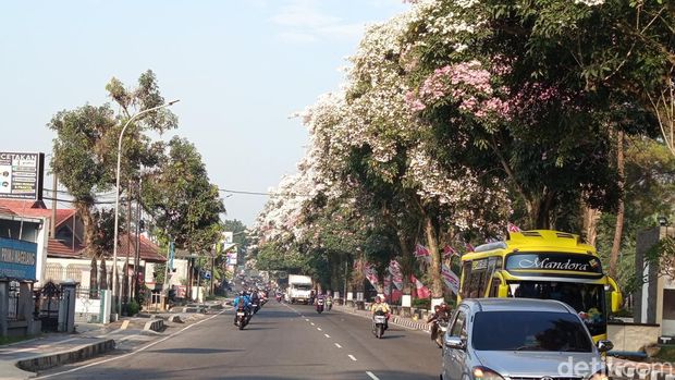 Bunga tabebuya di depan kantor Pemkot Magelang yang mulai bermekaran, Senin (30/9/2024).
