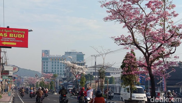 Bunga tabebuya yang bermekaran di Jalan Magelang-Jogja kawasan Mertoyudan, Kabupaten Magelang, Senin (30/9/2024).