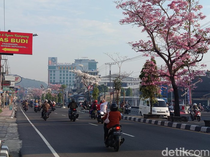 Bunga tabebuya yang bermekaran di Jalan Magelang-Jogja kawasan Mertoyudan, Kabupaten Magelang, Senin (30/9/2024).
