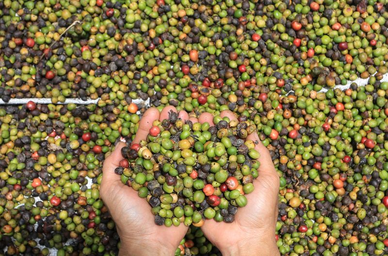 Petani memetik biji kopi robusta saat panen di salah satu perkebunan kopi di Desa Peunaga Cut Ujong, Meureubo, Aceh Barat, Aceh, Senin (30/9/2024). Menurut petani, sejak sepekan terakhir harga biji kopi kering jenis robusta siap olah tingkat petani turun dari Rp69.000 per kg menjadi Rp60.000 hingga Rp55.000 per kg tergantung kualitas biji kopi. ANTARA FOTO/Syifa Yulinnas/YU