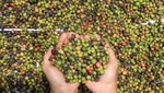 Harga Kopi Robusta di Petani Turun Jadi Rp 55 Ribu/Kg