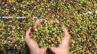 Harga turun dari Rp69.000 per kg menjadi Rp60.000 hingga Rp55.000 per kg tergantung kualitas biji kopi. 