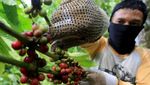 Harga Kopi Robusta di Petani Turun Jadi Rp 55 Ribu/Kg