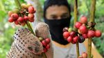 Harga Kopi Robusta di Petani Turun Jadi Rp 55 Ribu/Kg