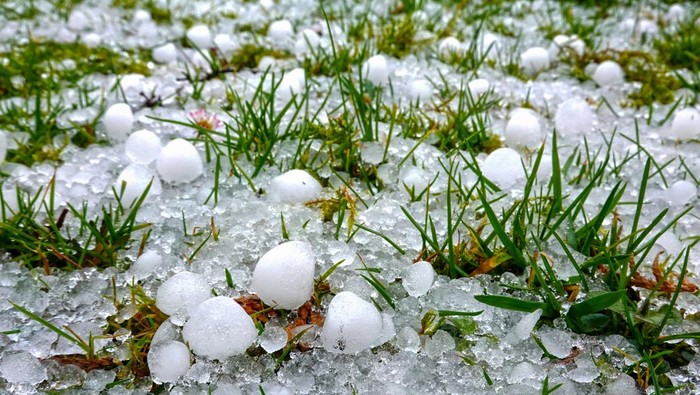 Hailstones on the grass of a green meadow after a heavy thunderstorm in summer